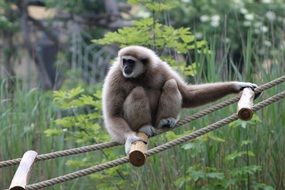 Gibbon on the ropes