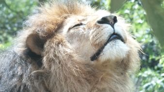 muzzle of a lion with eyes closed