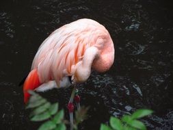 flamingo cleaning feathers