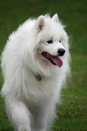 white magnificent Samoyed Canine dog