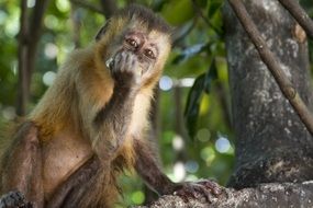 beautiful small Monkey