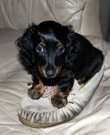 black dachshund on a white boot