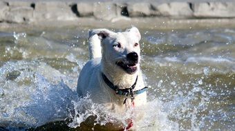 white dog in a collar runs through the water