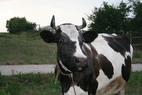 black white cow in the village