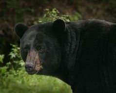 black bear in the wild
