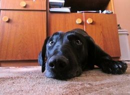 black dog look to the top