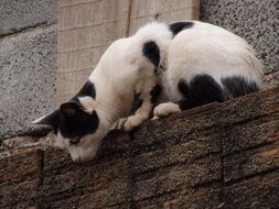 black and white cat near the wall of the house