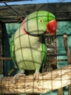 Beautiful colorful exotic parrot in the cage