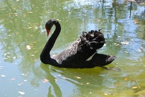 Black swan in the pond in Thailand