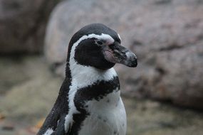 portrait of a humboldt penguin on a blurred background