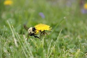 insect sits on a dandelion