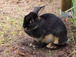 black and orange rabbit