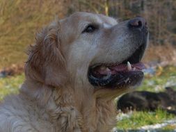 golden retriever training