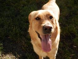 Cute and colorful domestic dog with his tongue sticking out in the heat