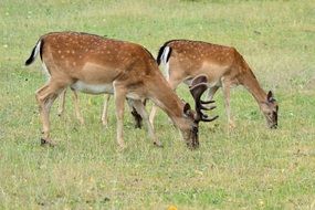 Roe deer eat grass in the meadow