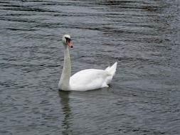 Swan Water Bird