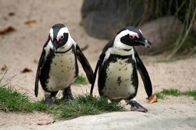 wonderful Penguins Zoo