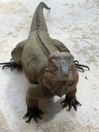 scaly iguana