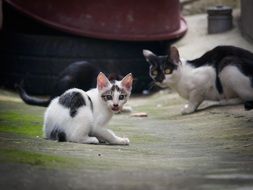 Cat Mammals Gaze on a blurred background