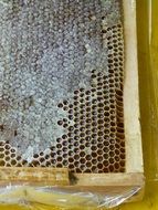 honeycomb in beekeeping