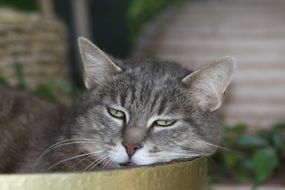 lazy tired grey cat