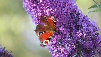 Butterflies Garden