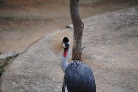 bird on a rock near a tree