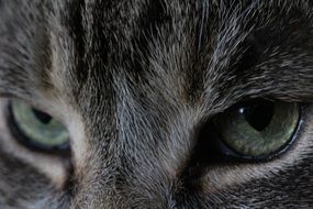 Closeup photo of cat eyes