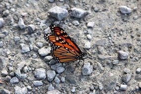 orange and black Monarch Butterfly on grey ground