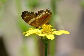 brown butterfly on the yellow flower