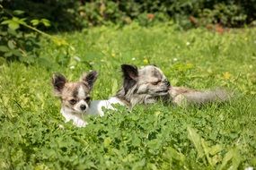 dog breed Chihuahua in the grass