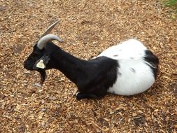 beautiful and cute Goat Farm