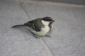 grey Tit Bird