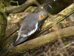 gray cockatiel parrot on a branch