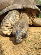 wonderful Giant Tortoise