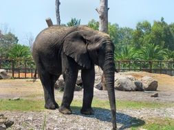 Big elephant in the zoo