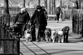 walking dogs monochrome photo