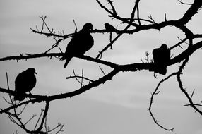 charming Birds Sky