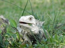 iguana among green grass