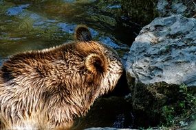 brown bear in a wildlife park