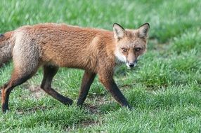 foraging red fox