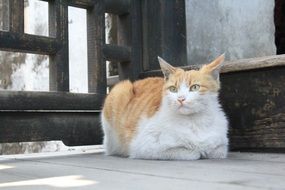 calm homeless cat
