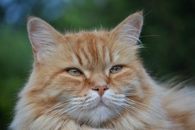 muzzle a cat on a background of trees