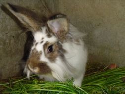 spotted rabbit on the grass in the aviary