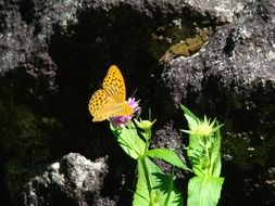 Macro photo of butterfly