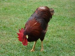 cock is the pride of the farm