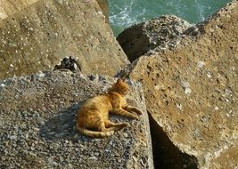 red Cat Animal lying on stones