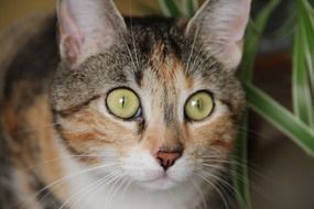 domestic cat with amazing eyes