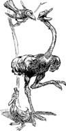 Cartoon Ostrich bird sketch