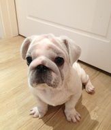 beige puppy Dog sitting on floor